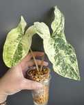 Syngonium Batik Variegata