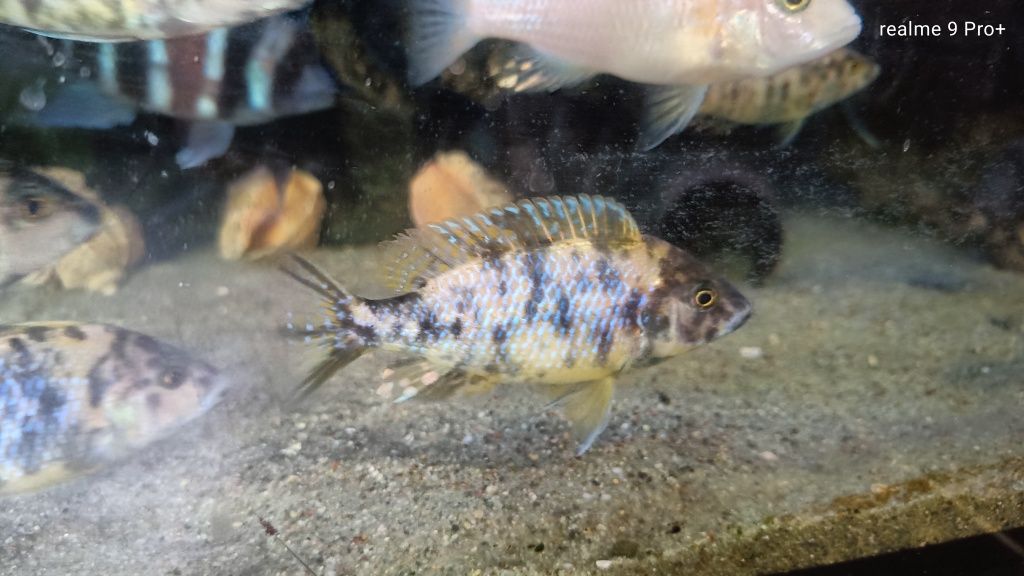 Aulonocara calico