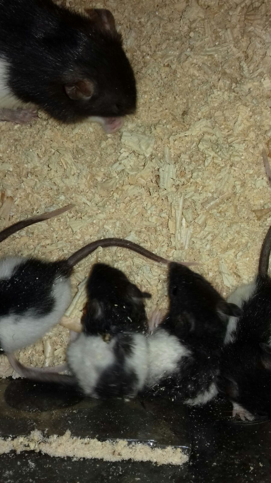 Ручные домашние крысята