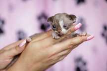 Devon Rex* Dziewczynka/Girl* Czekoladowy Bicolor DRX b03