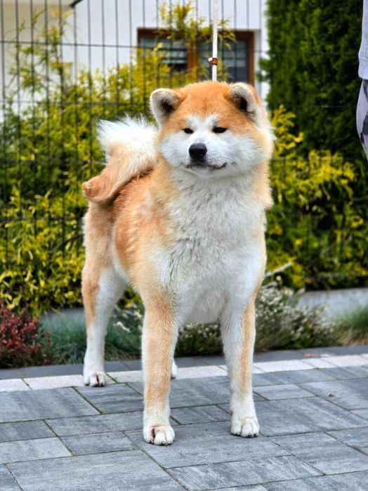 Akita Inu (japońska), ZKwP / FCI & AKIHO - czerwony piesek LC