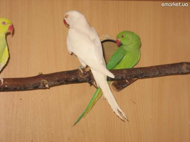 Птенцы ожерелового попугая белого цвета