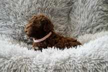 Lagotto Romagnolo - brązowa, dereszowa sunia