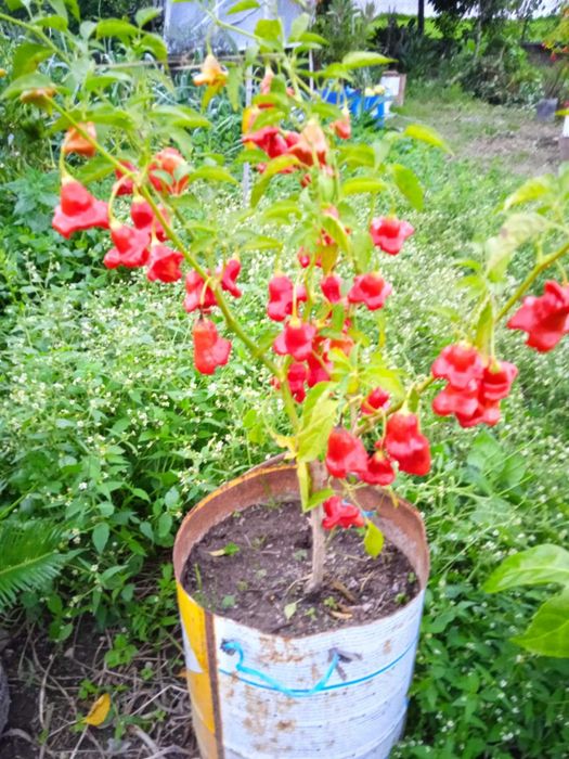 Planta de Pimenta “Chapéu-de-Bispo” – já com frutos