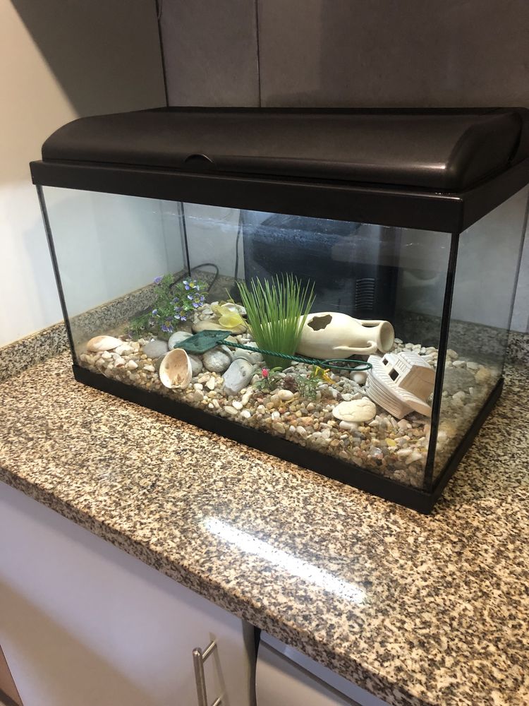 Aquario 60L e decoração