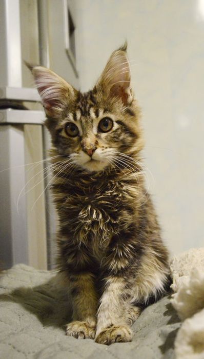 Хлопчик, вік 3 міс. чорний мармуровий. Розплідник