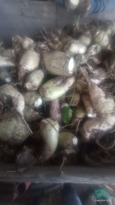 Buraki pastewne białe