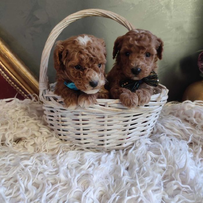 Bichpoo/Pochoon/Maltipoo > dotępny piesek .