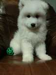 Samojed, rodowodowa suczka