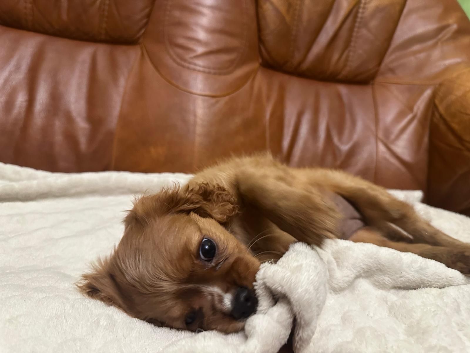 Cavalier King Charles Spaniel