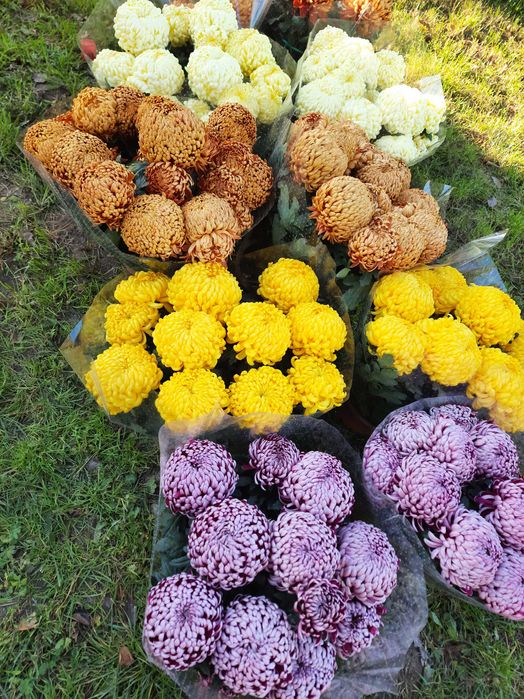 Chryzantemy doniczkowe