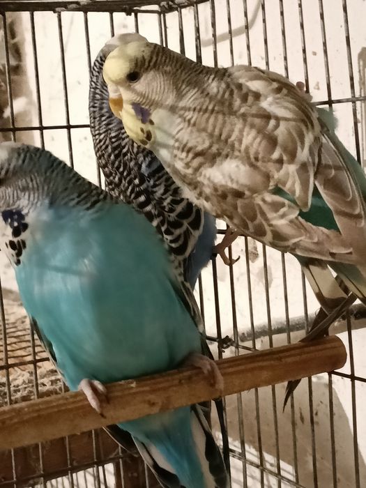 3 fêmeas piriquitos ingles