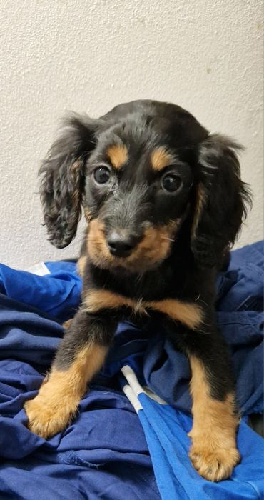 Cocker spaniel aktualne
