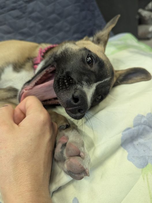 Подаруємо маленьку дівчинку Скубі-Ду