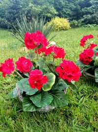 Pelargonia Piękna czerwona ozdoba ogrodu