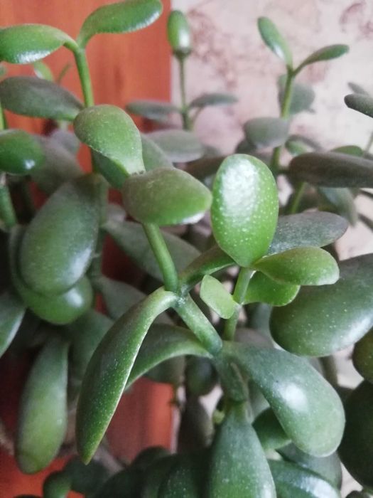 Вкорінені черенки шлюмбергери, красули (денежне дерево)