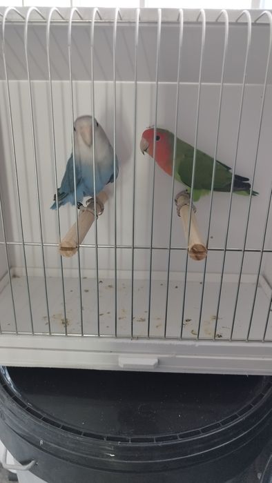 Casal agapórnis roseicollis.