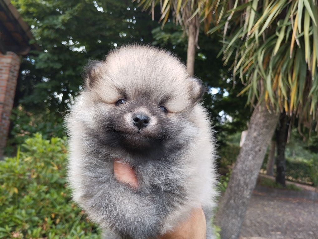 Spitz anão macho