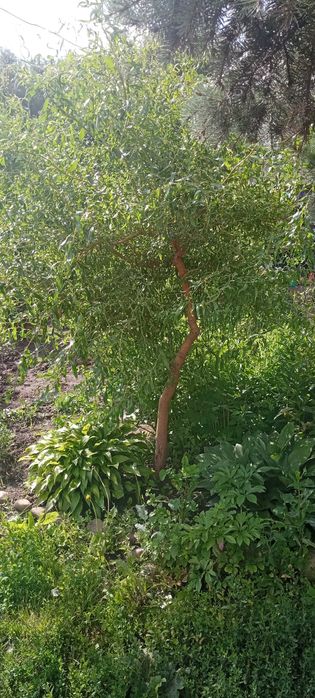 Продам Гималайскую сосну ,туи