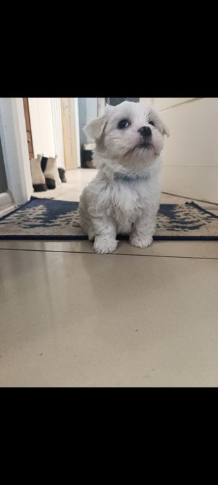 Piesek Maltańczyk z rodowodem