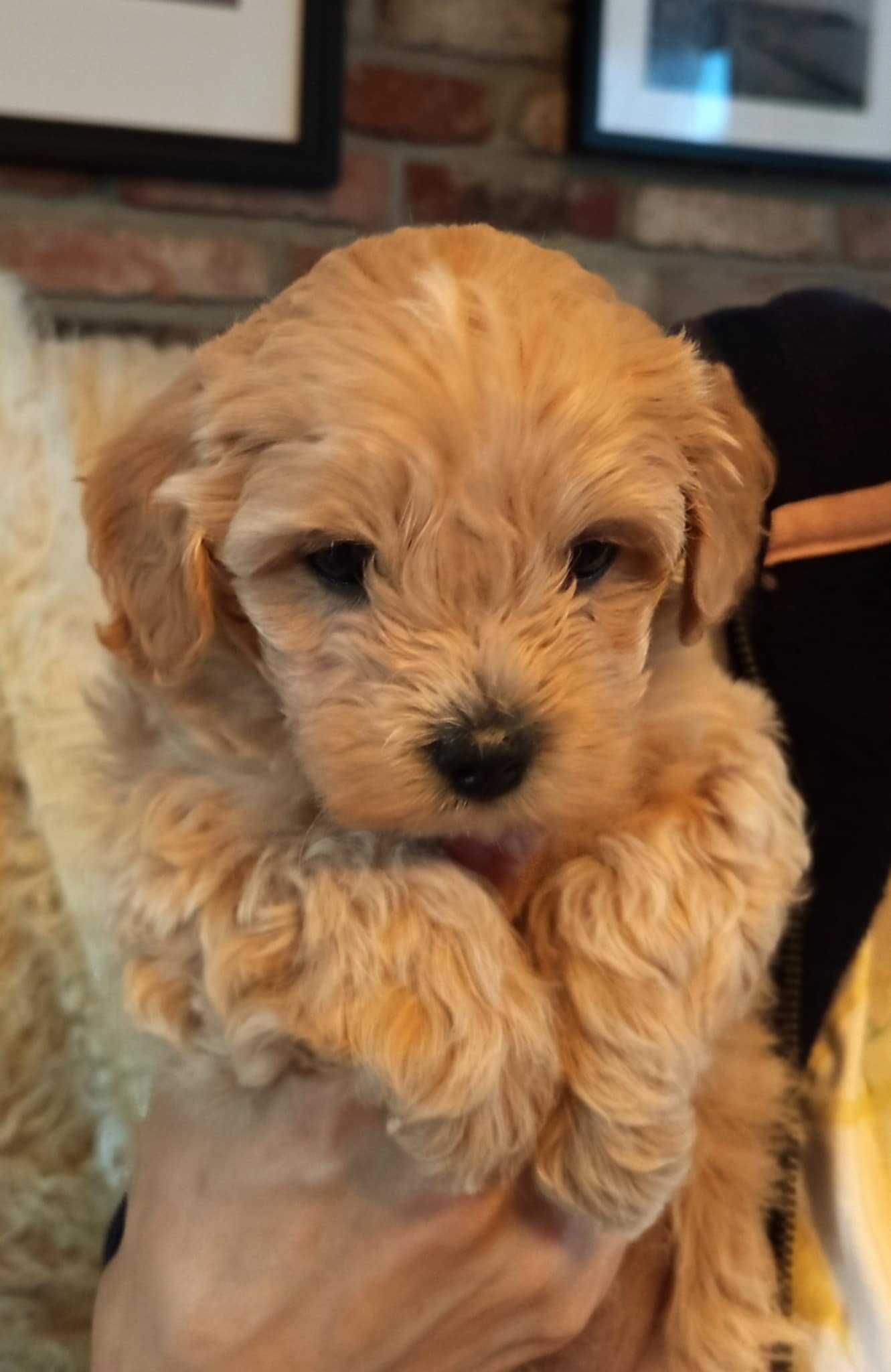 Maltipoo F1 Ada zarezerwowana