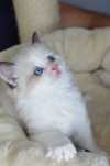 Kocurek Rainbow Seal Bicolour Kot Ragdoll Fife/Fpl