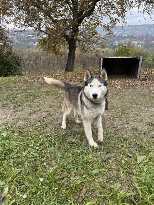 Віддам у добрі руки Хаскі хлопчик