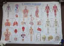 Poster da composição do esqueleto humano, em inglês, tam 50x67cm
