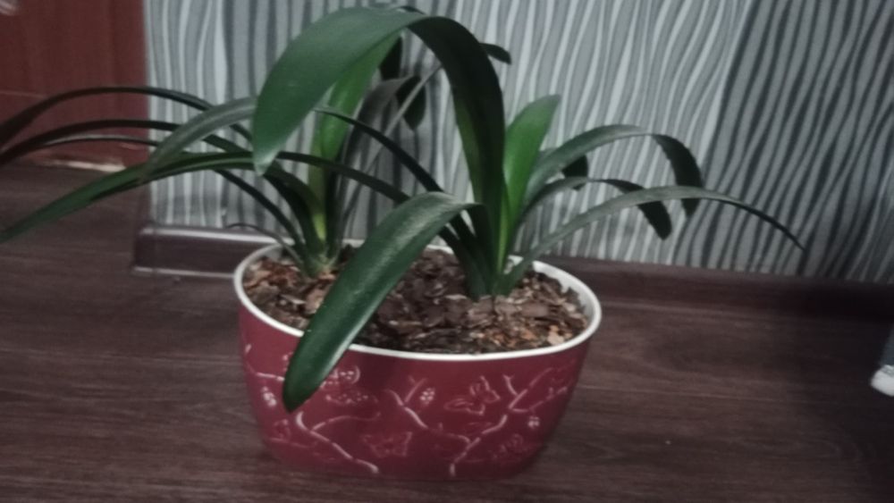 Кливия рыжая комнатная