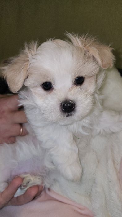 Хлопчик Мальтезе(Мальтійська болонка)