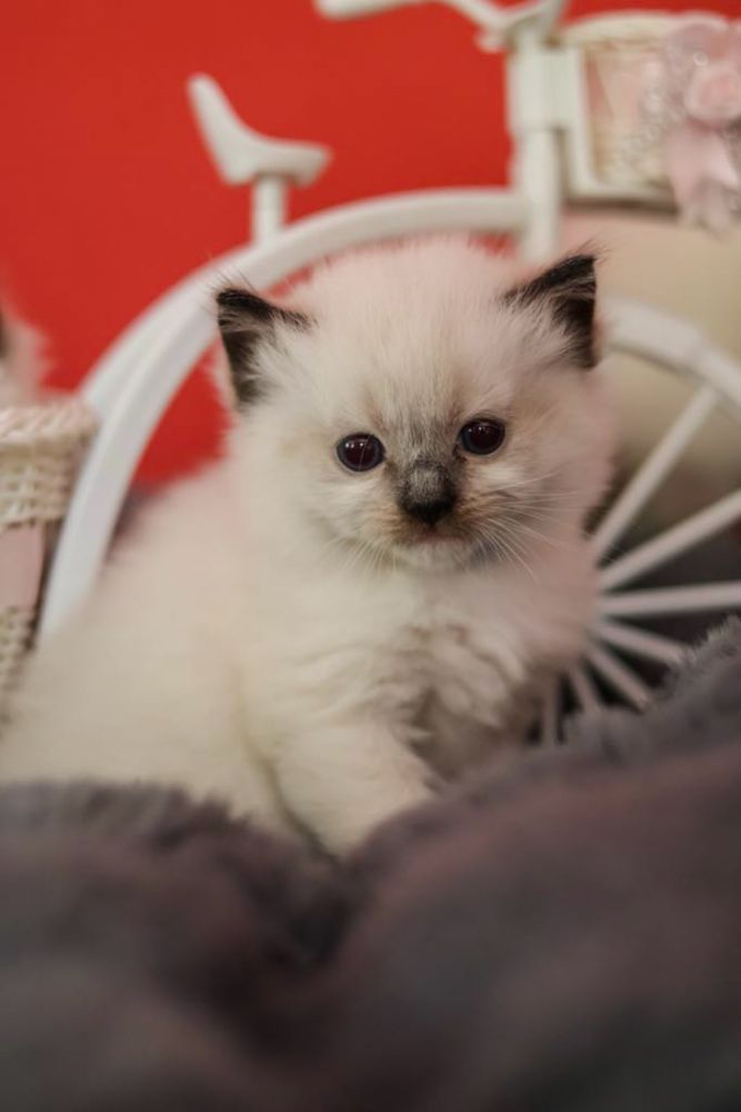 Ragdoll kotka o umaszczeniu seal mitted