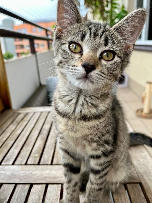 Mała kotka Lawenda czeka na dom