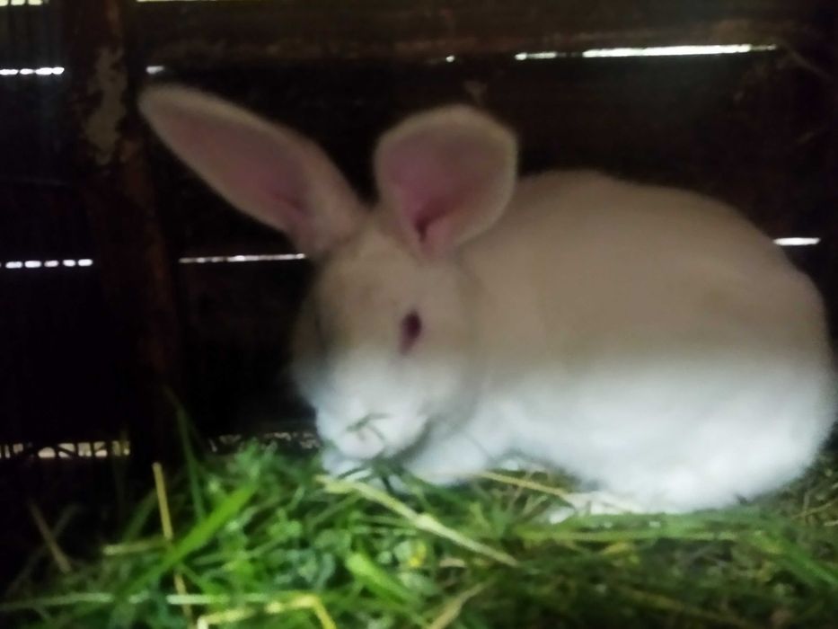 Продаються кролі породи Термонська Біла!