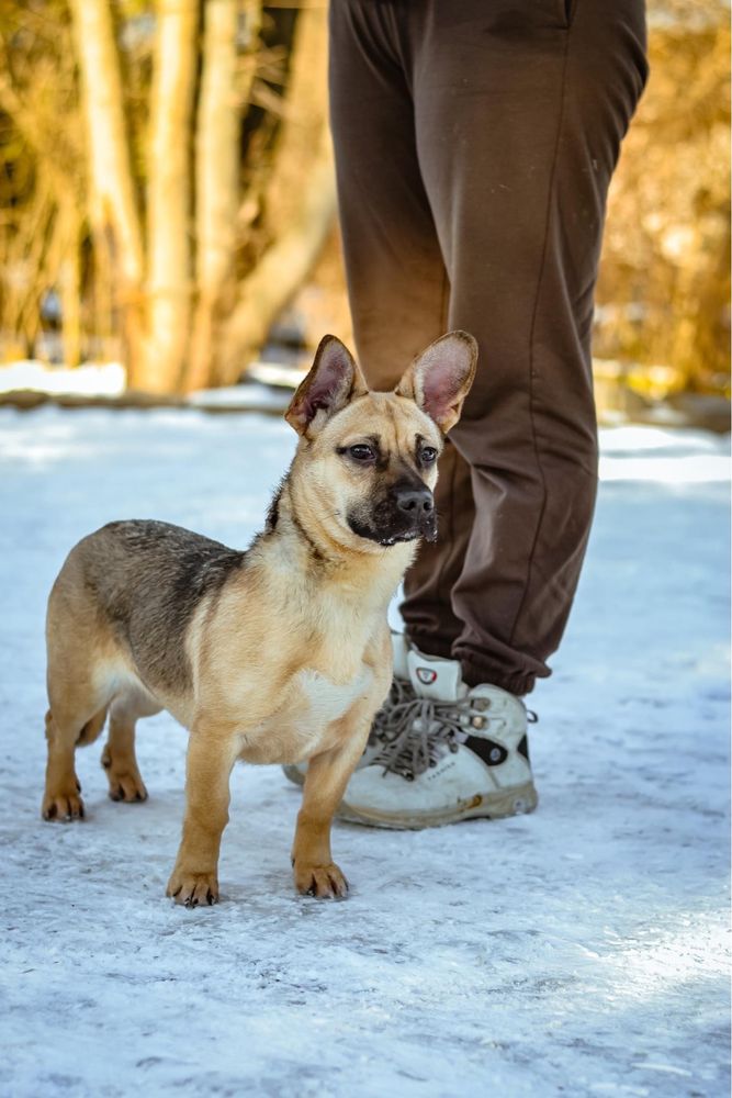 Wyjątkowej urody mała młoda suczka do adopcji