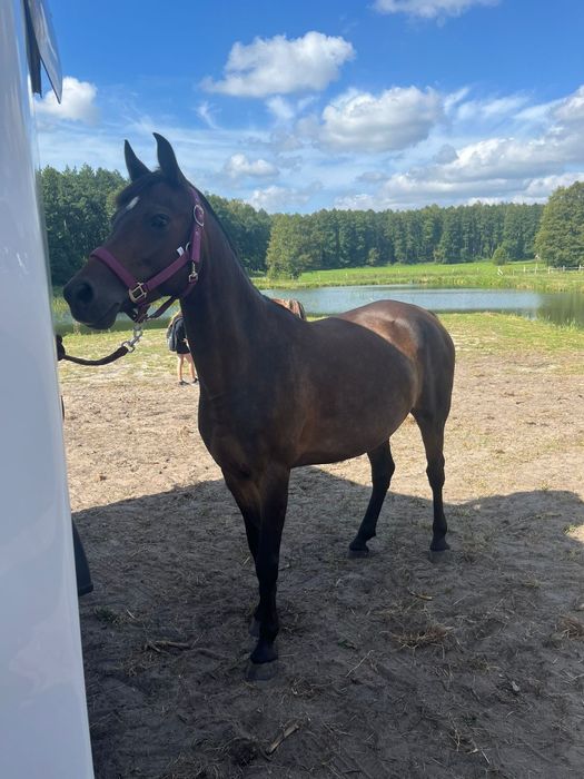 Sprzedam kuca klacz C grupa