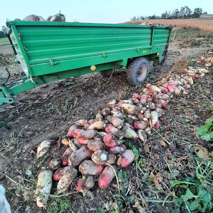 Buraki opasowe buraki pastewne buraki paszowe ziemniaki odpadowe