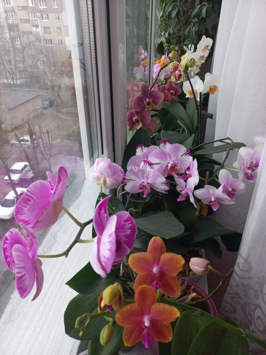 Алмазне небо орхідея з домашньої колекції