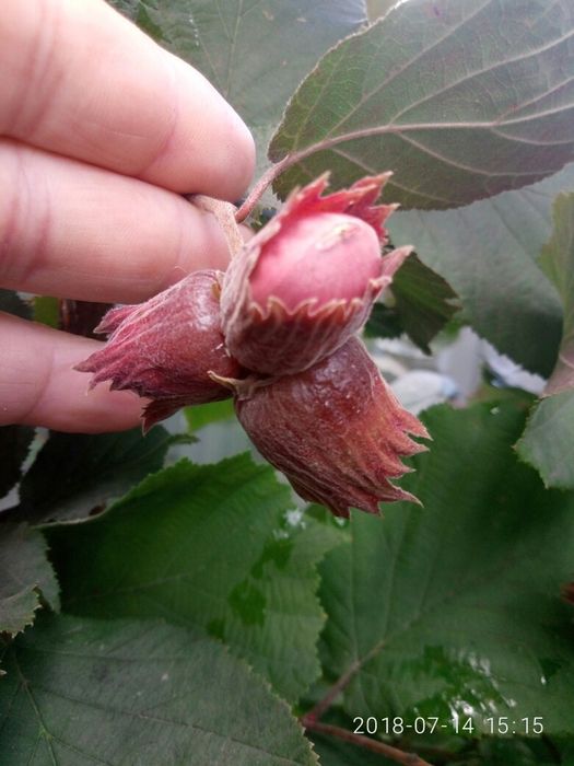 Маракуя  азимина гумі ірга