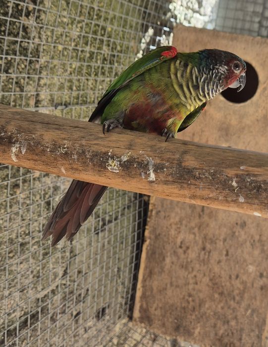 Casal Pyrrhuras EMMA