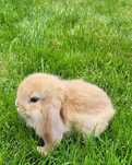 Króliczki karzełki miniaturki baranki mini lop