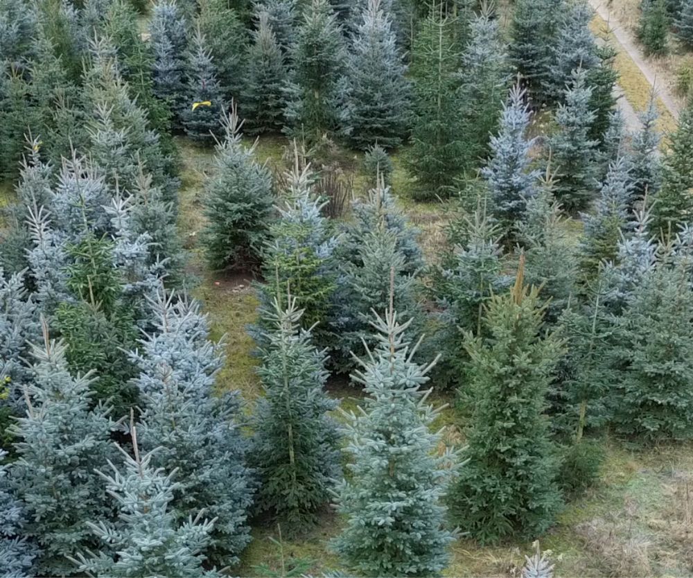 Świerki srebrne z gruntu – piękne drzewa do Twojego ogrodu! 150 cm