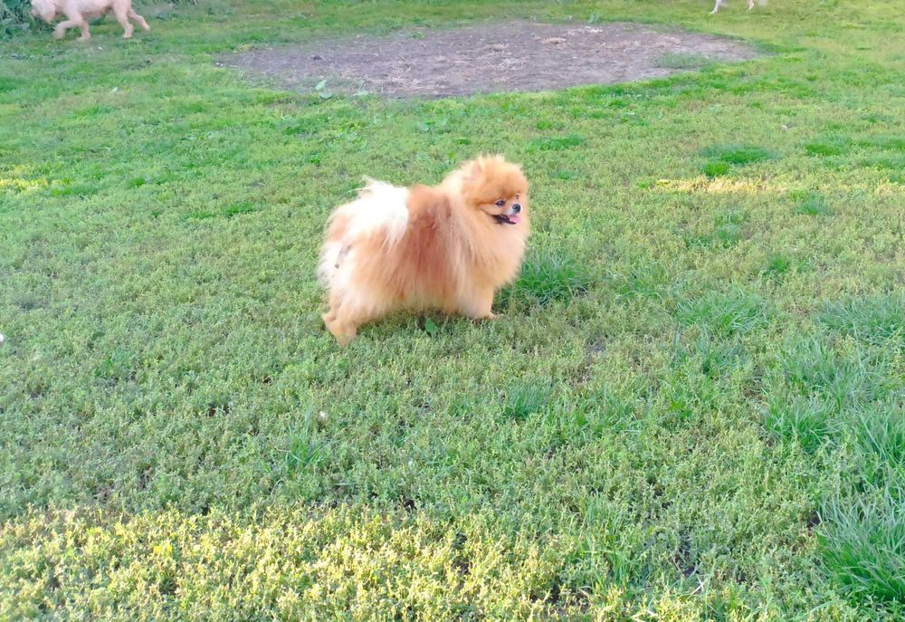 Шпіц дівчинка КСУ 10міс