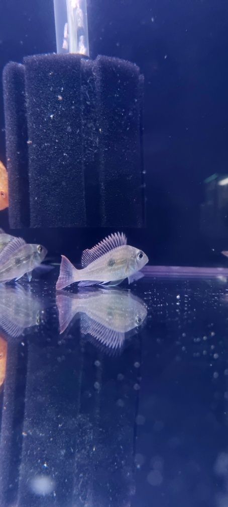 Ziemiojad geophagus sveni