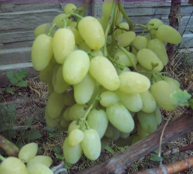 Мелкие саженцы винограда киш-миш Лучистый , Сенсация и др