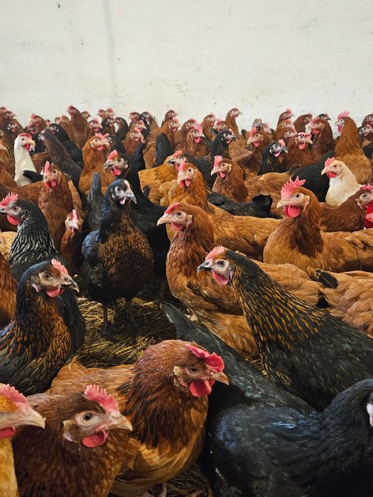 Kury nioski Z JAJKIEM