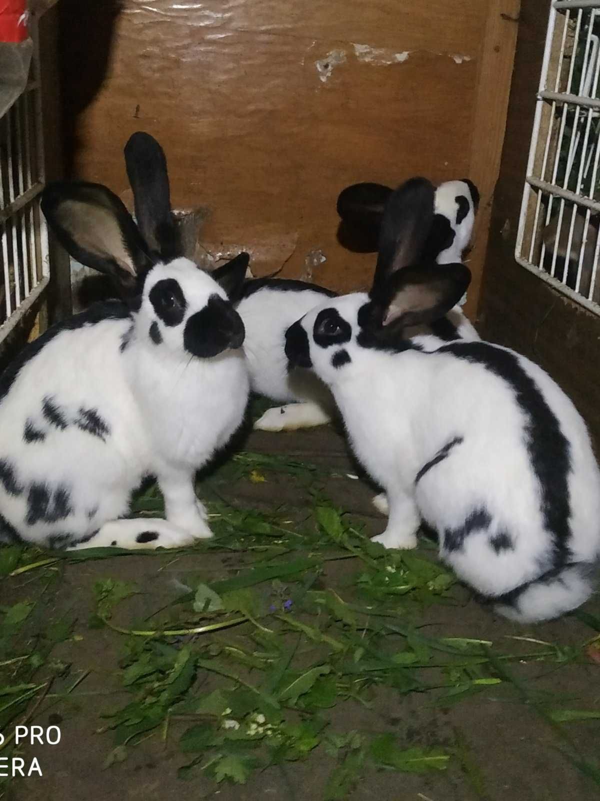 кролики кролички строкачі