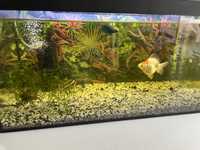 Akwarium 54L Filtr Oświetlenie plus rybki