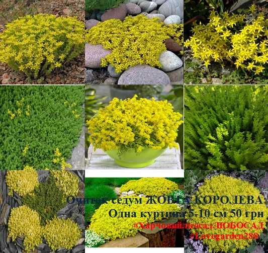 Очиток седум "Жовта королева" (Sedum acre "Yellow Queen")