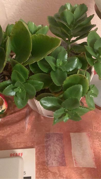 Кімнатні рослини