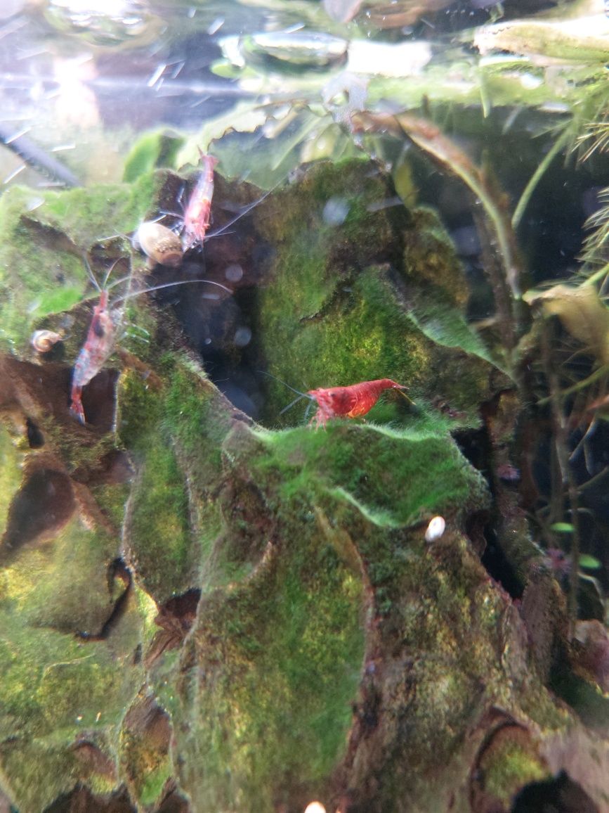 Krewetki Red  krewetkarium zestaw akwarium